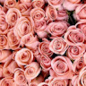 Meet your Posher, Ashlie